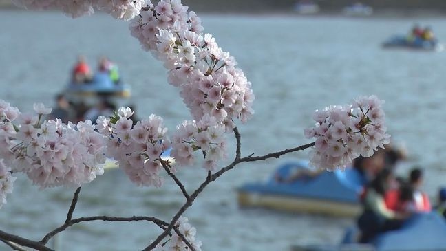The stunning sights and sounds broke a record on the Metro. WMATA said March 29 was the busiest day since 2019. (7News)